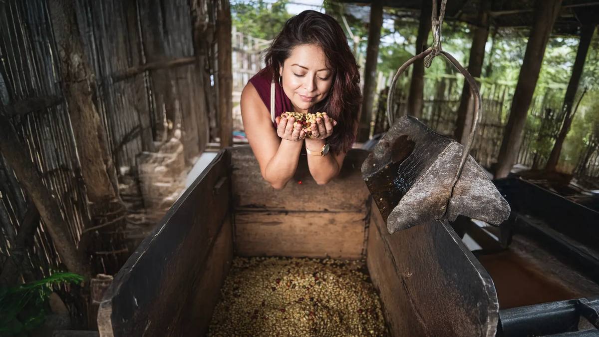 Grains de café dans les mains d’une productrice